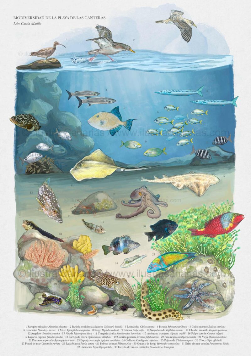 Ilustración de la biodiversidad de la playa de Las Canteras en Las Palmas de Gran Canaria