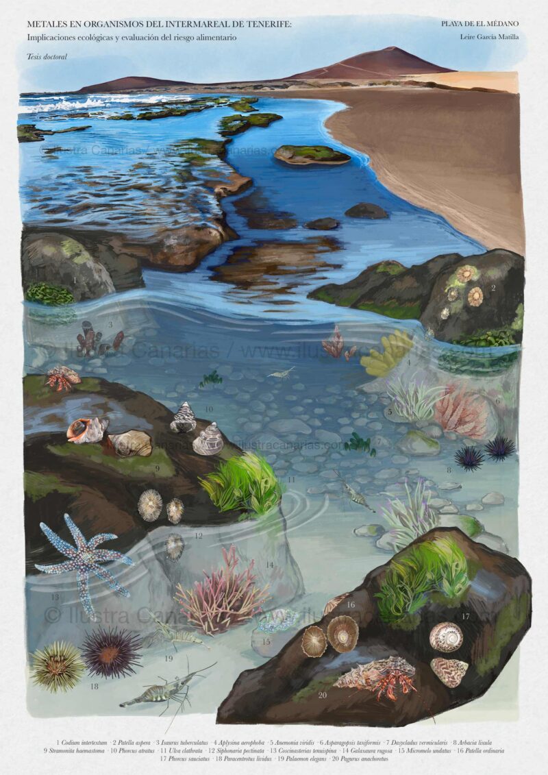 Intermareal de Tenerife ilustrado