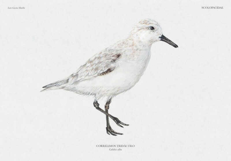 Ilustración científica de un Correlimos tridáctilo de la especie Calidris alba