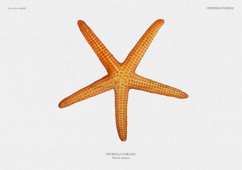 Ilustración científica de una estrella de mar naranja Hacelia attenuata