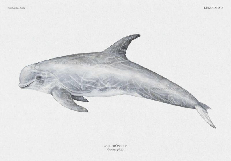 Ilustración científica de un Calderón gris
