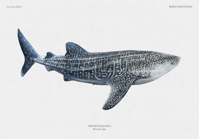 Ilustración científica de un Tiburón Ballena