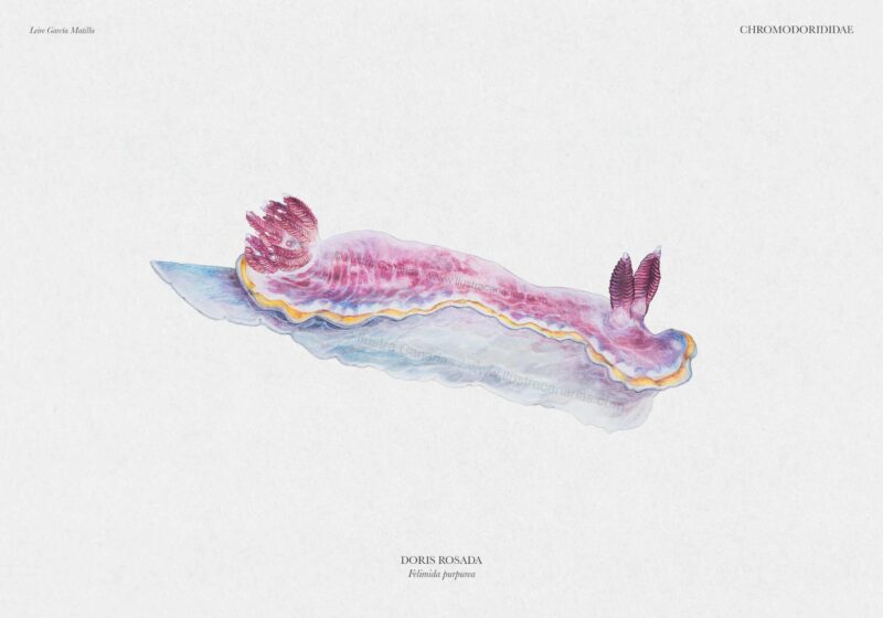 Ilustración científica del nudibranquio Felimida purpurea