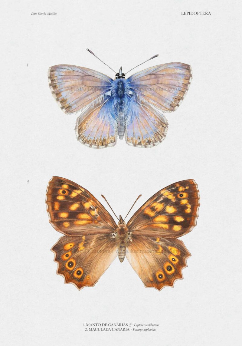 Lámina científica de mariposas endémicas de Canarias
