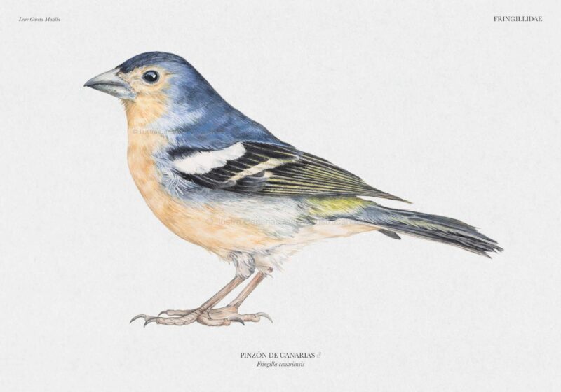 Ilustración científica de un pinzón de Canarias