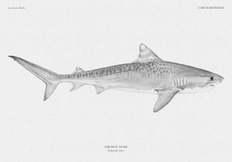 Ilustración de Tiburón tigre