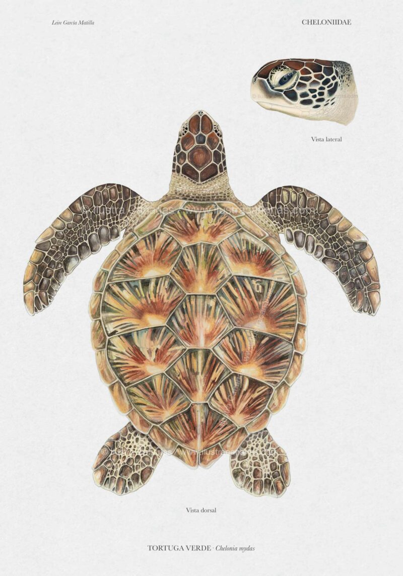 Ilustración científica de tortuga verde chelonia mydas