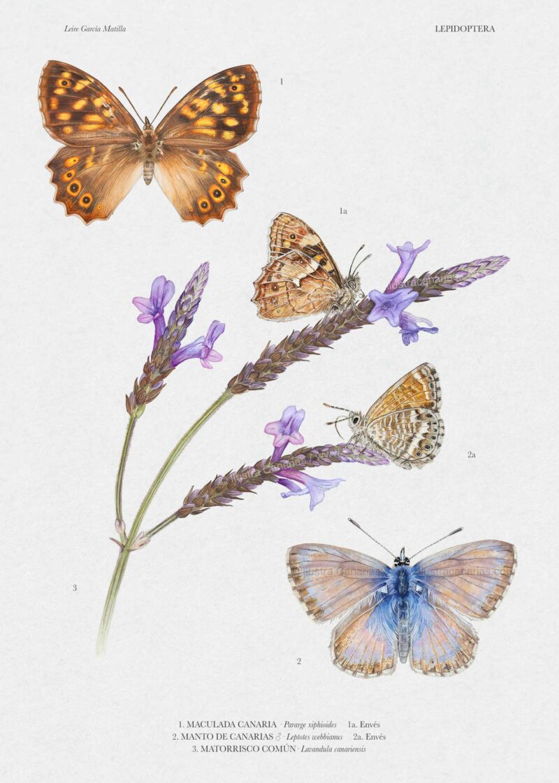 Lámina científica de mariposas endémicas de las islas Canarias con envés