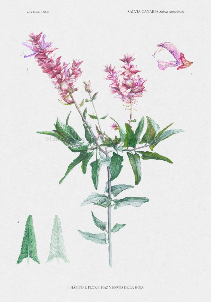 Ilustración botánica de Salvia canaria