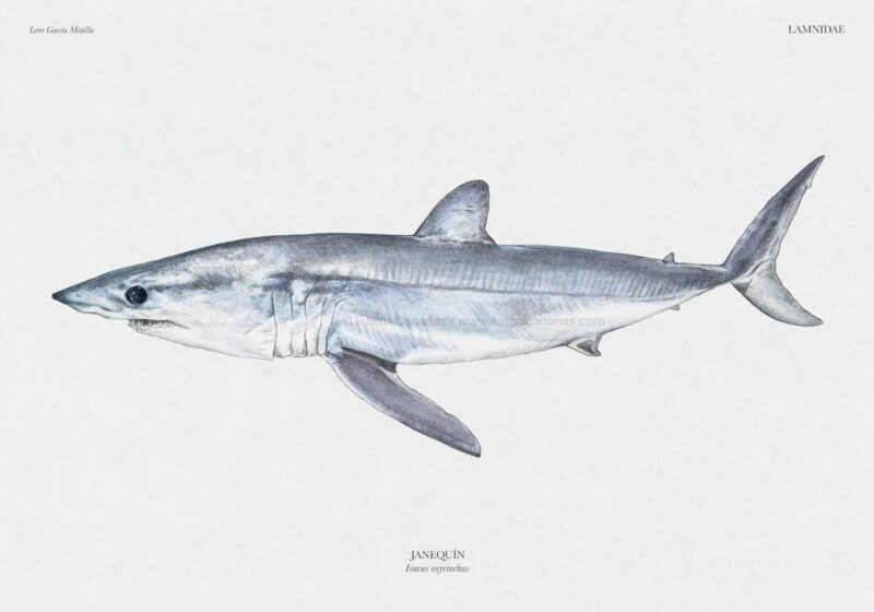 Ilustración científica de un tiburón mako, especie Isurus oxyrinchus