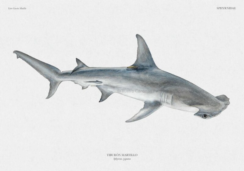 Ilustración científica de un tiburón martillo