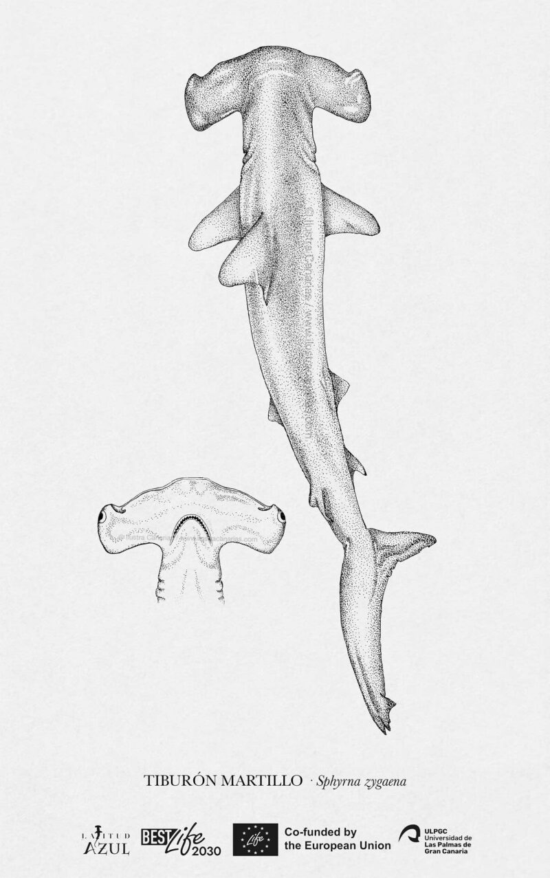 Lámina de carácter científico sobre la especie de tiburón martillo Sphyrna zygaena presente en Canarias