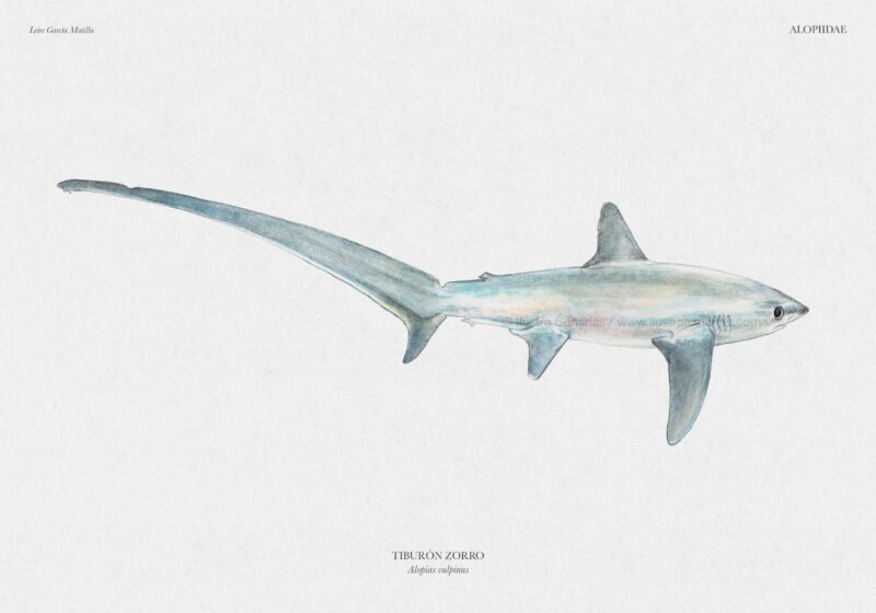 Ilustración científica de un tiburón zorro de la especie Alopias vulpinus