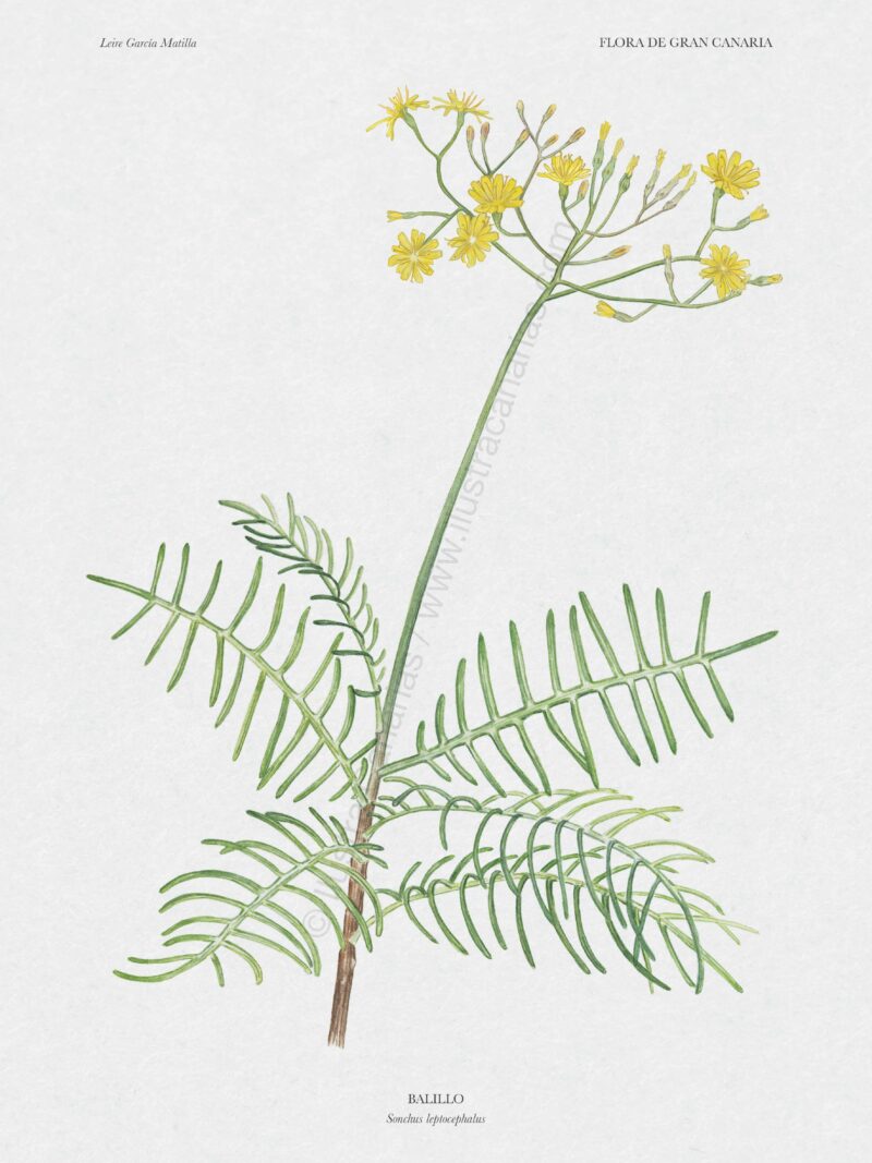 Lámina botánica científica sobre endemismo de Gran Canaria, el balillo (Sonchus leptocephalus)