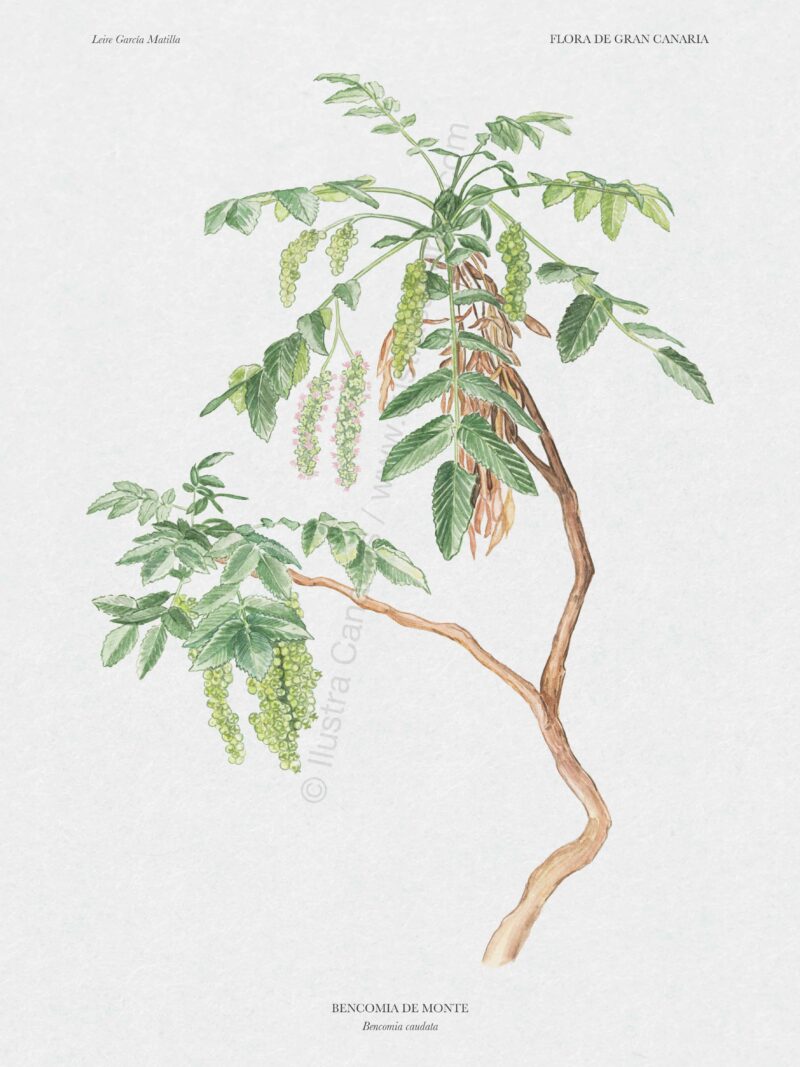 Lámina botánica de bencomia de monte, planta endémica de Gran Canaria (Bencomia caudata)