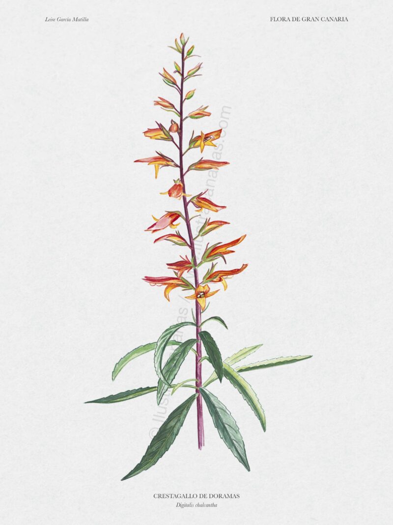 Lámina botánica de la Crestagallo de Doramas (Digitalis chalcantha)