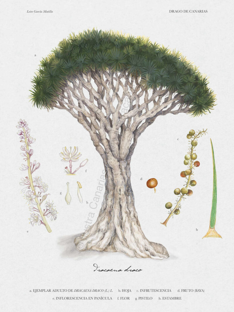 Ilustración científica botánica del Drago de Canarias Dracaeana draco