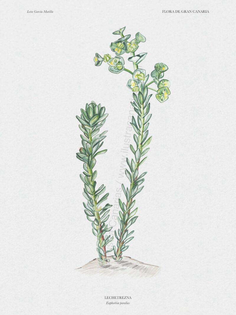 Ilustración científica botánica sobre endemismo de Gran Canaria, la lechetrezna (Euphorbia paralia)