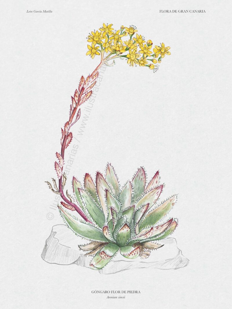 Ilustración botánica sobre el Góngaro flor de piedra (Aeonium simsii) en acuarela