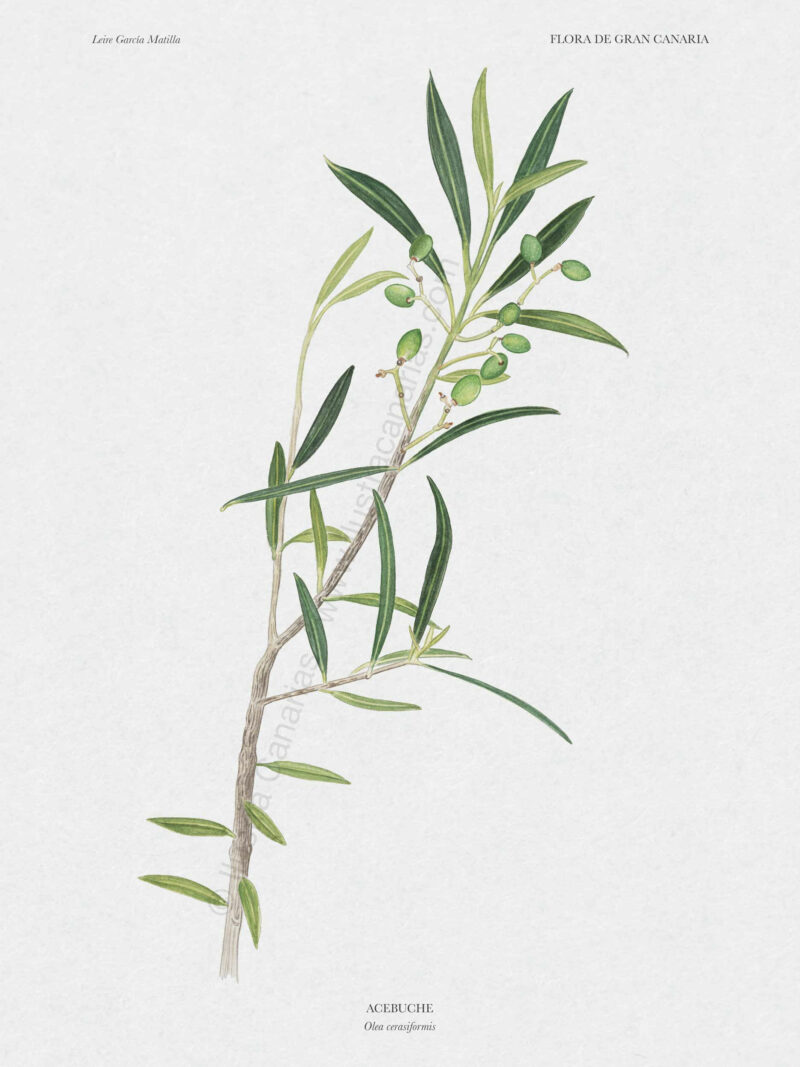 Ilustración botánica de Acebuche (Olea cerasiformis)