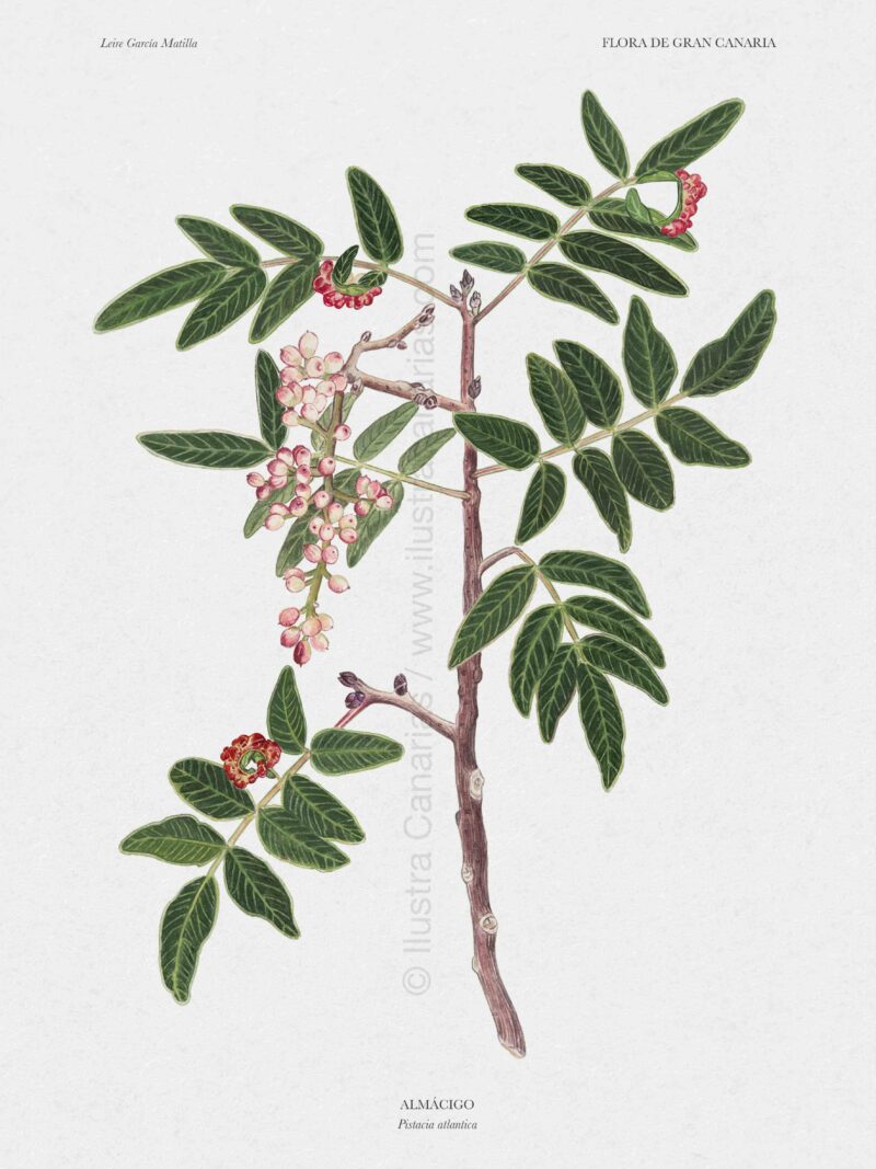 Lámina botánica de Almácigo (Pistacia atlantica)