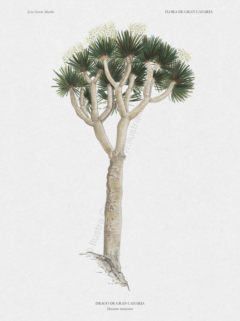 Ilustración científica del Drago de Gran Canaria, Dracaeana tamaranae