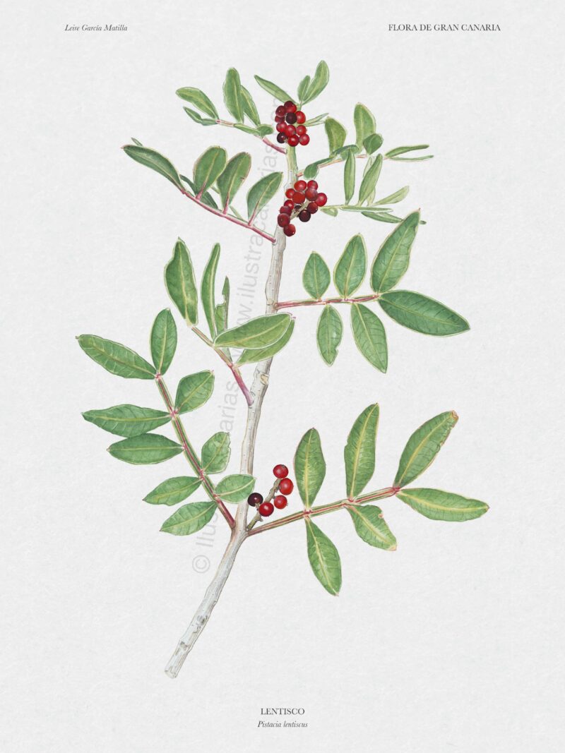 Lámina científica de Lentisco (Pistacia lentiscus) presente en Canarias