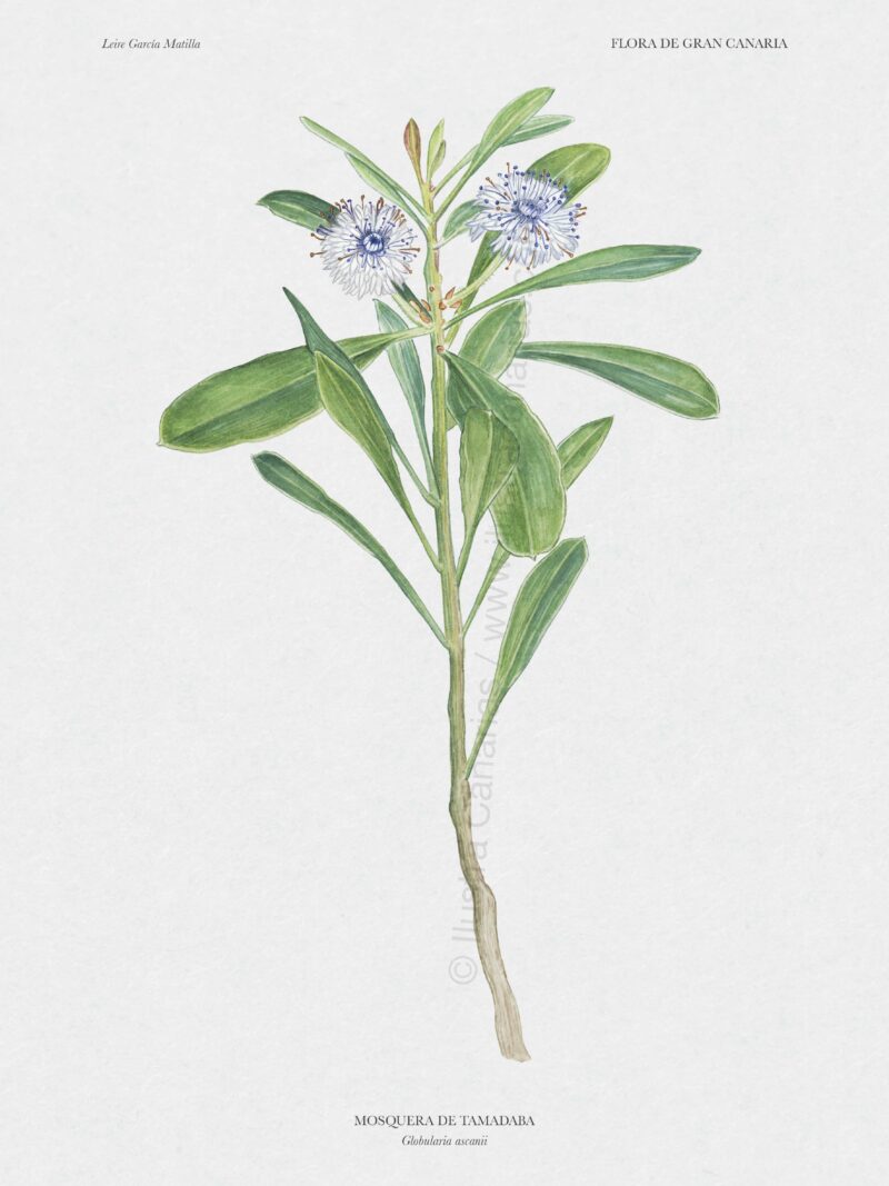 Ilustración científica sobre la Mosquera de Tamadaba (Globularia ascanii)