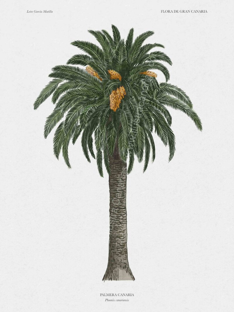 Ilustración botánica de palmera endémica de Canarias (Phoenix canariensis)