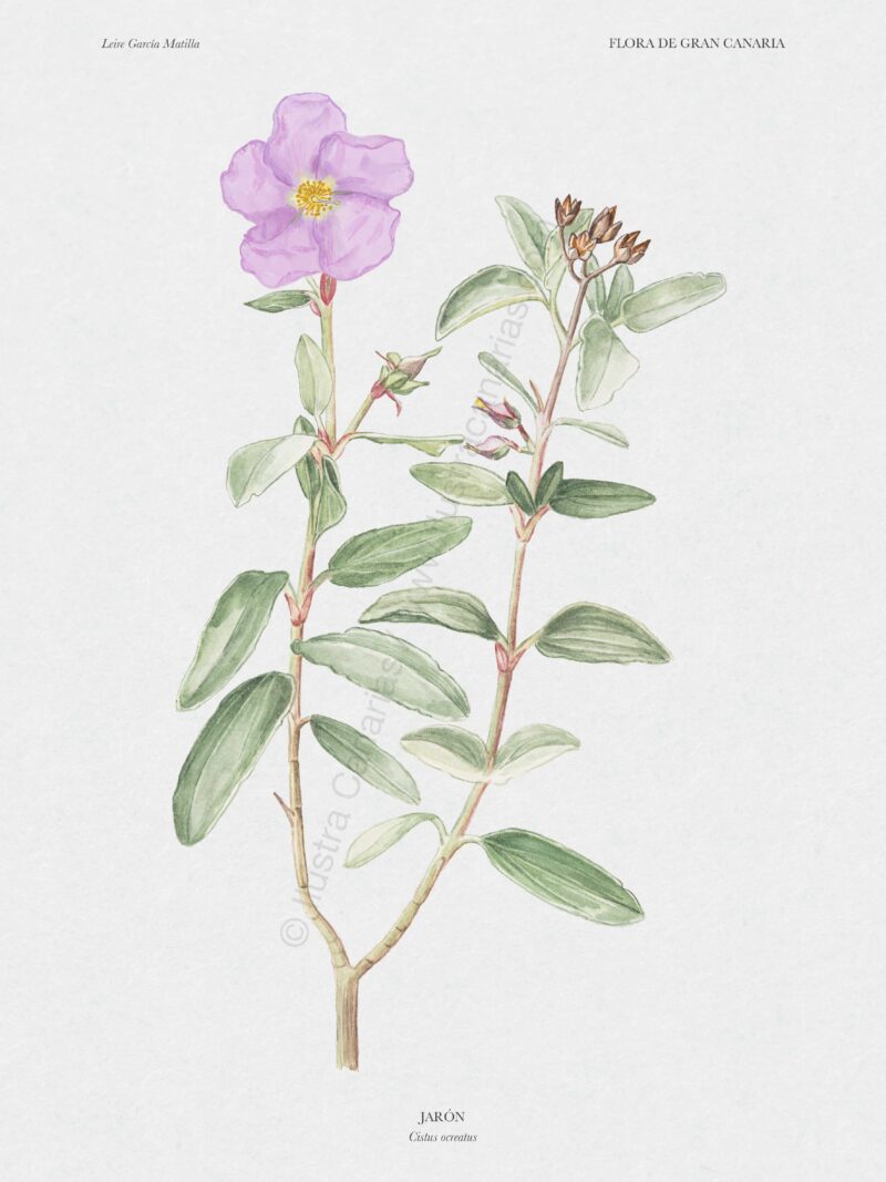Ilustración científica del jarón (Cistus ocreatus)