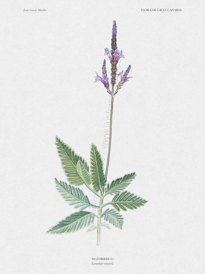 Ilustración científica sobre matorrisco común (Lavandula minutoli)