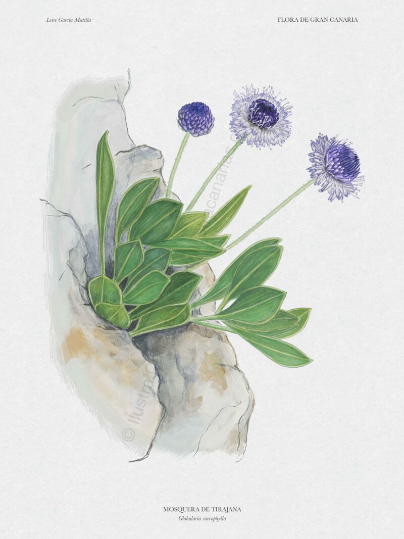 Ilustración botánica de la mosquera de Tirajana (Globularia sarcophylla)