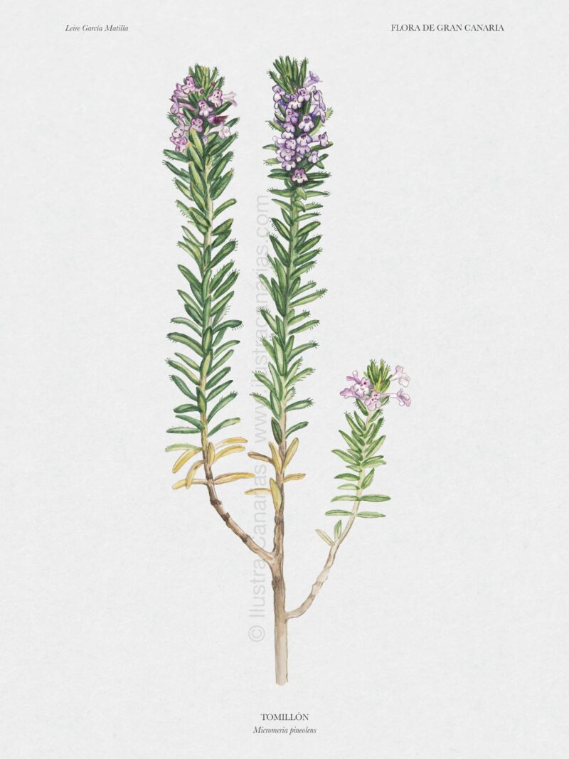 Lámina científica sobre el tomillón (Micromeria pinolens)