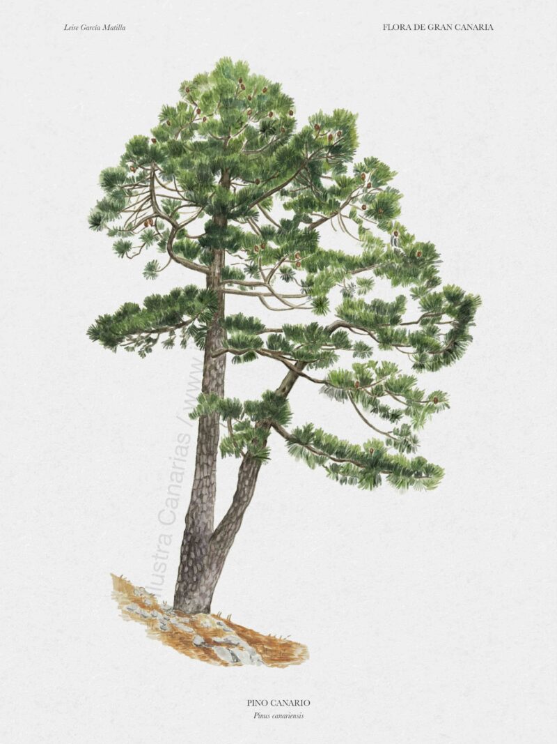 lustración científica sobre el pino canario (Pinus canariensis)