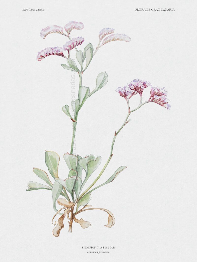Ilustración botánica de siempreviva de mar (Limonium pectinatum), planta endémica de Gran Canaria presente en la costa