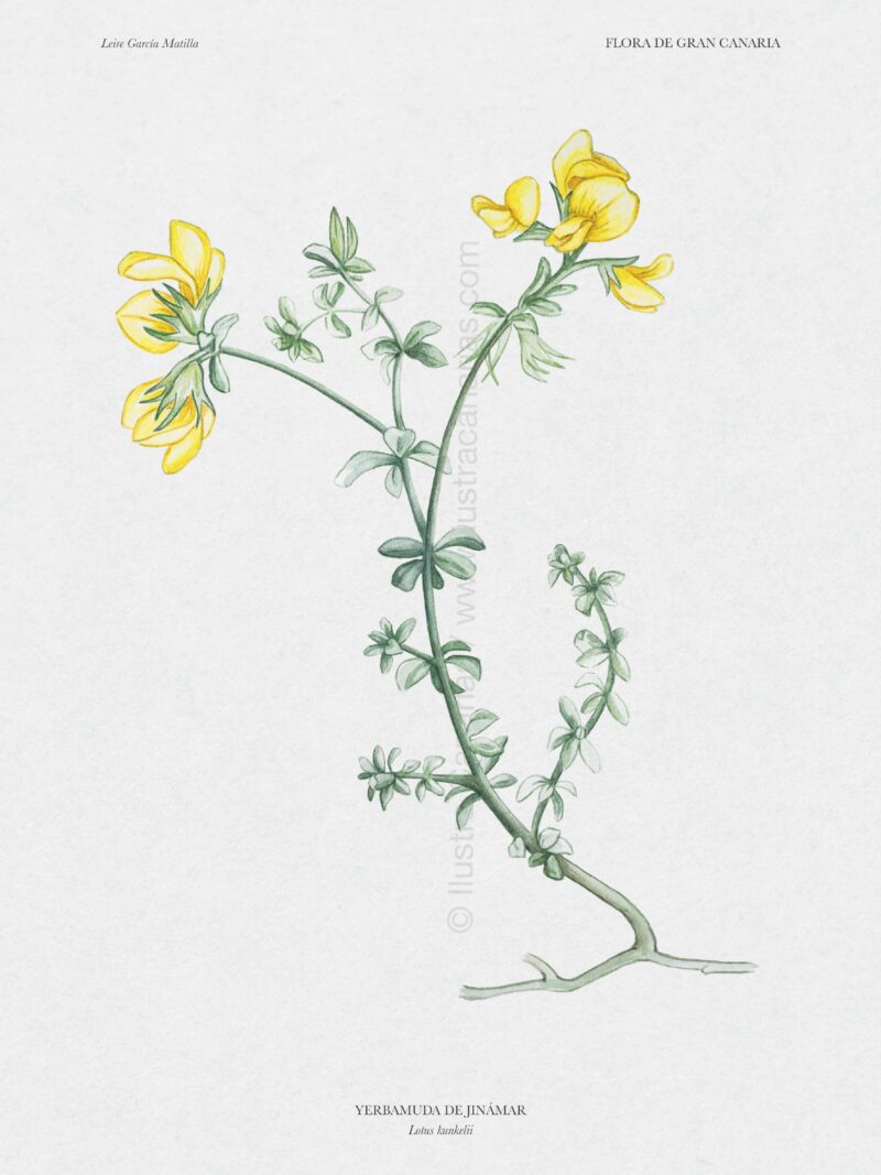 Ilustración científica de Yerbamuda de Jinámar (Lotus kunkelii)