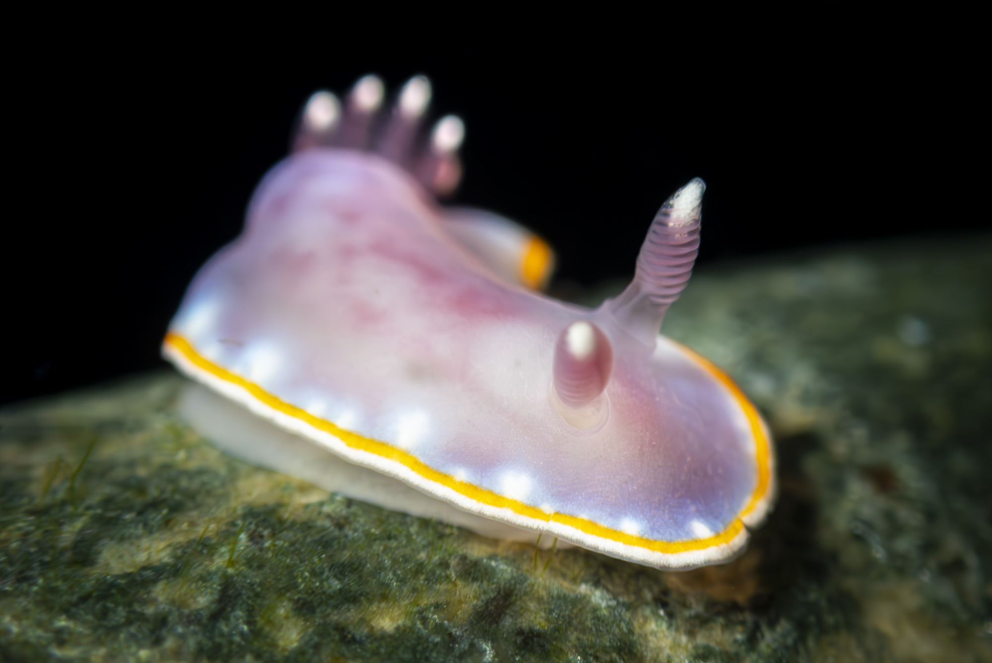 Felimida purpurea o Doris rosada