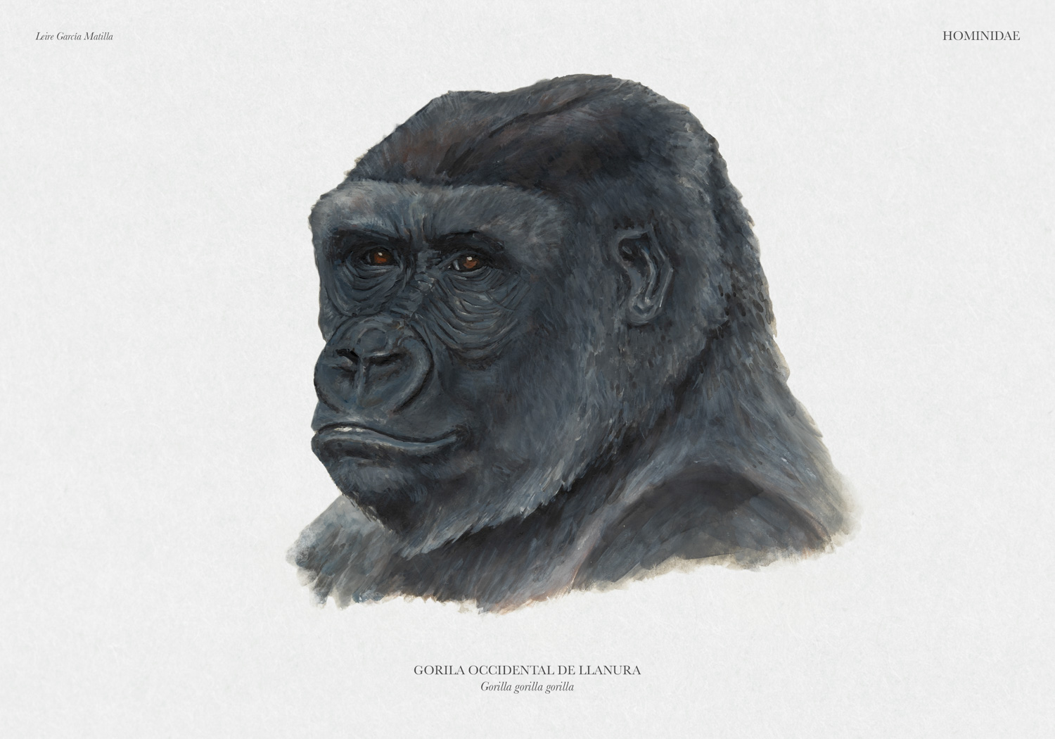 Ilustración de la cabeza de un gorila occidental de llanura