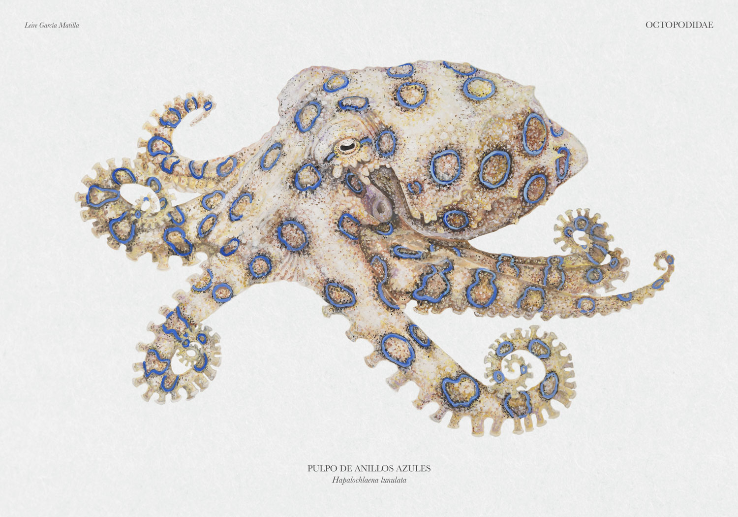 Ilustración científica de un pulpo de anillos azules
