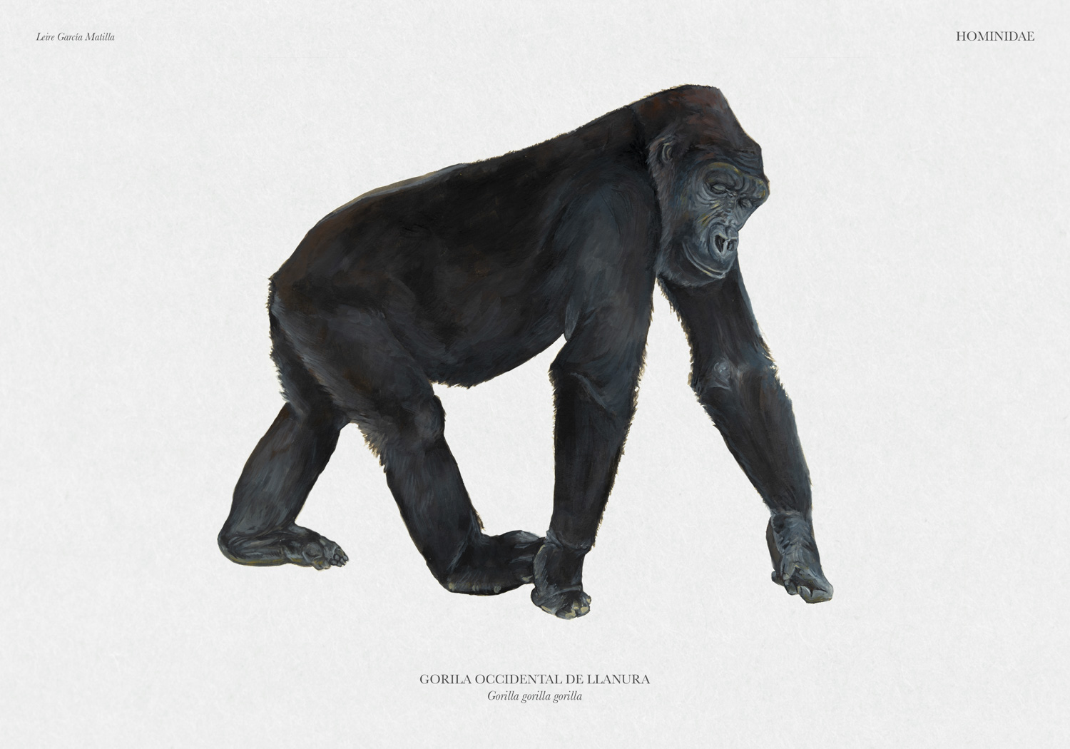 Ilustración del cuerpo de un gorila occidental de llanura