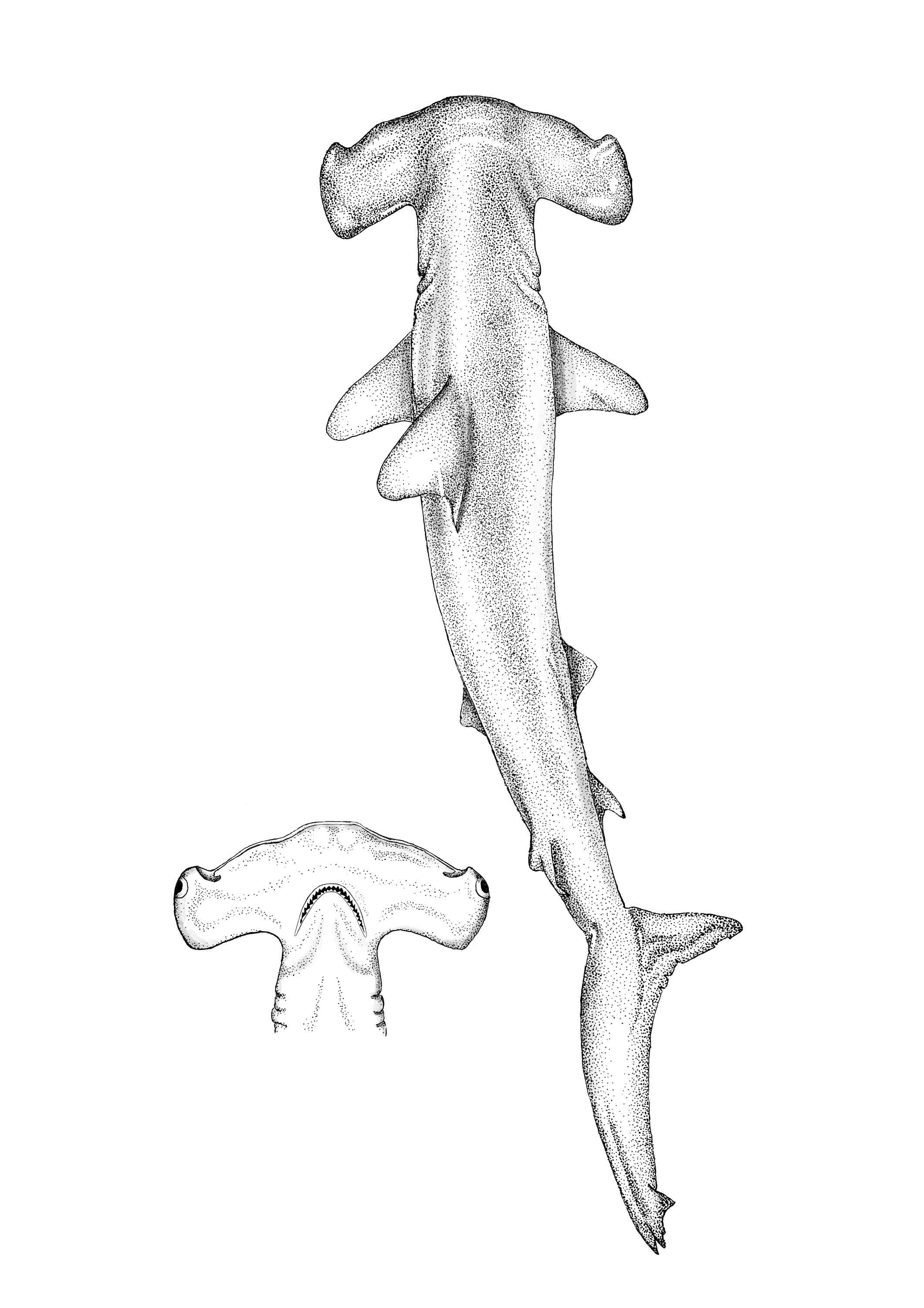 Ilustración a tinta de tiburón martillo de Canarias