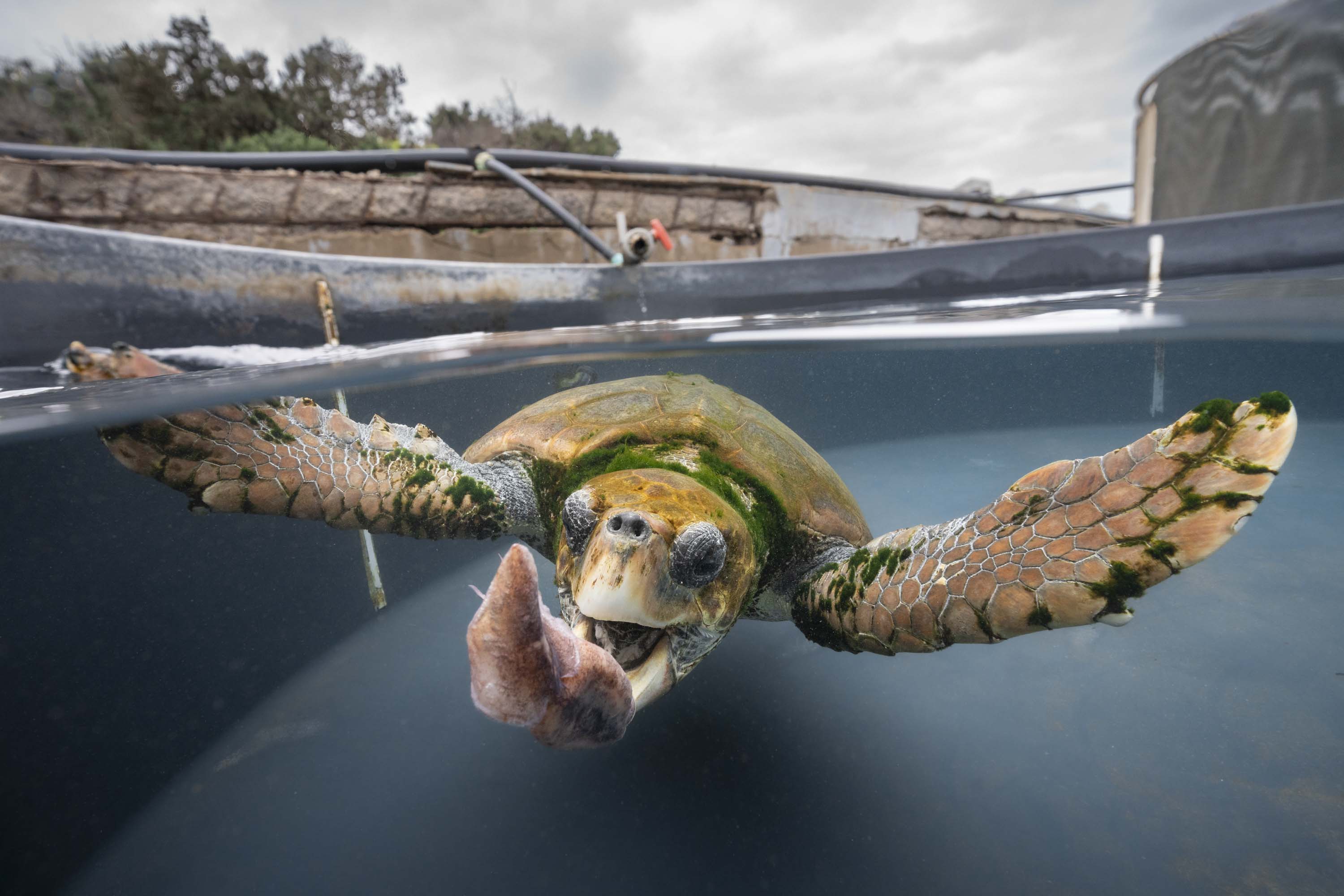 Fotografía subacuática mediambiental sobre tortugas marinas