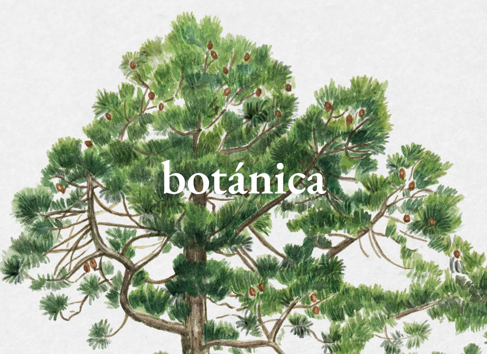 Ilustración botánica