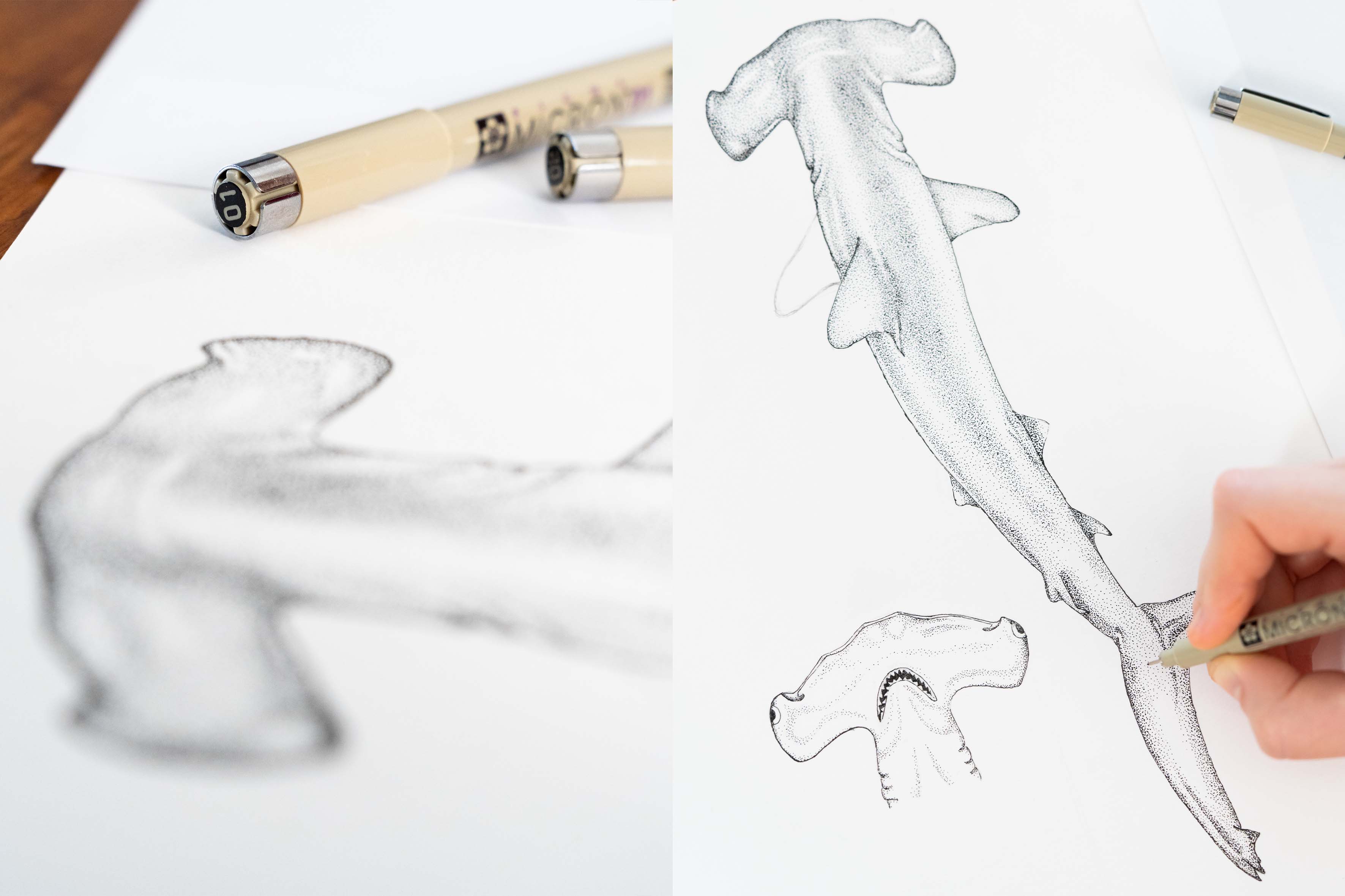 Ilustración científica de fauna marina en Canarias