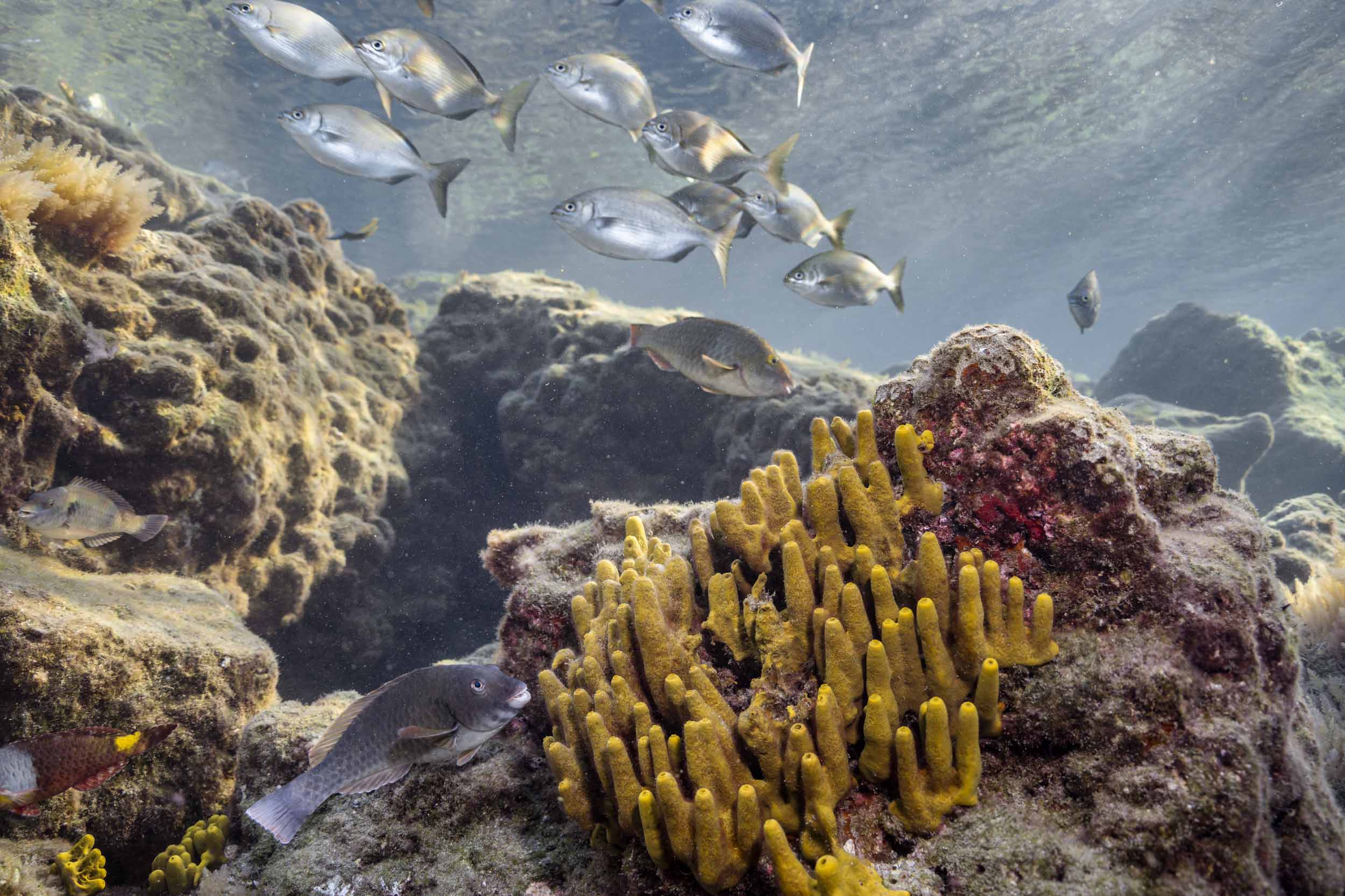 Fotografía submarina en la playa de Las Canteras, Gran Canaria