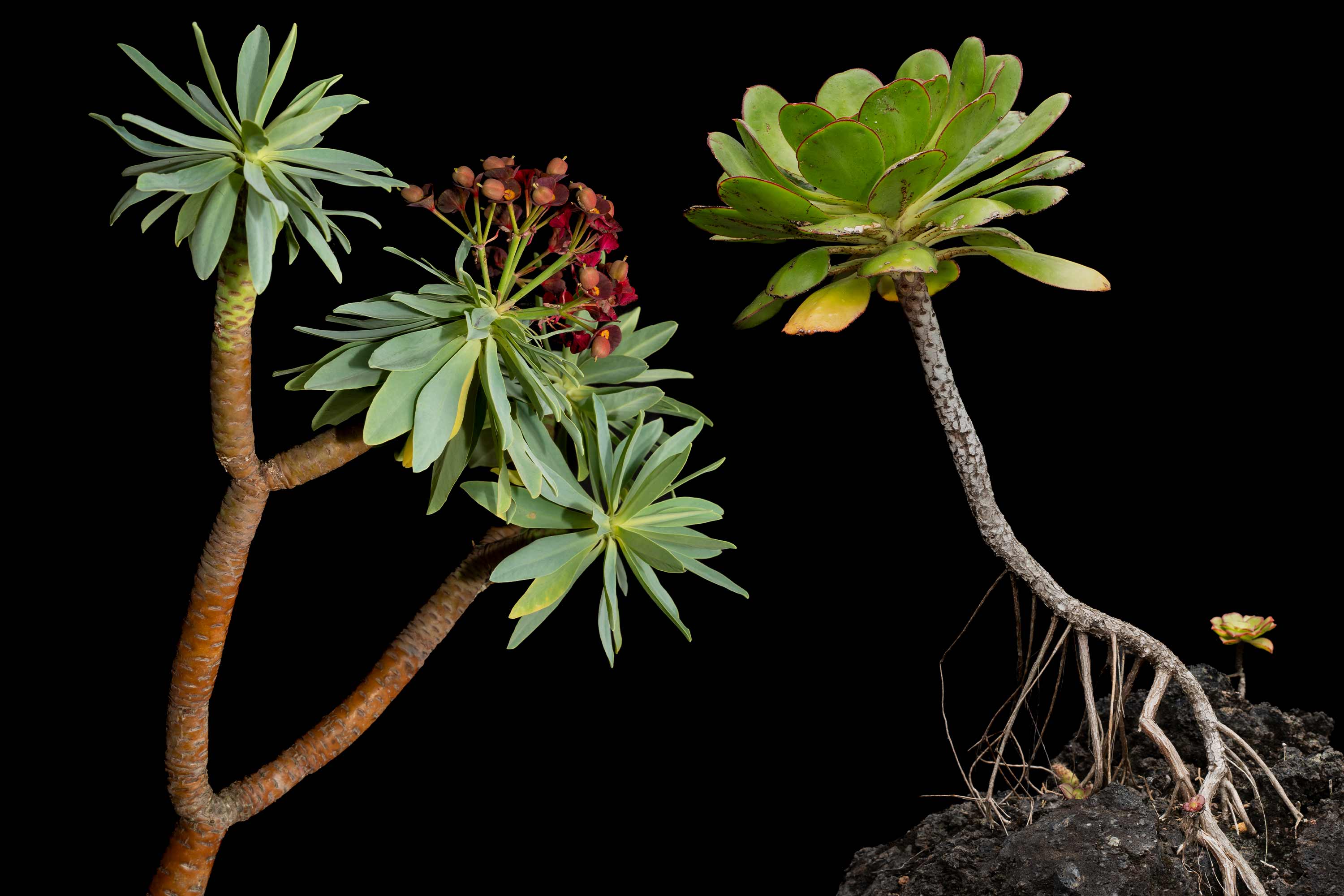 Fotografía científica botánica de las islas Canarias