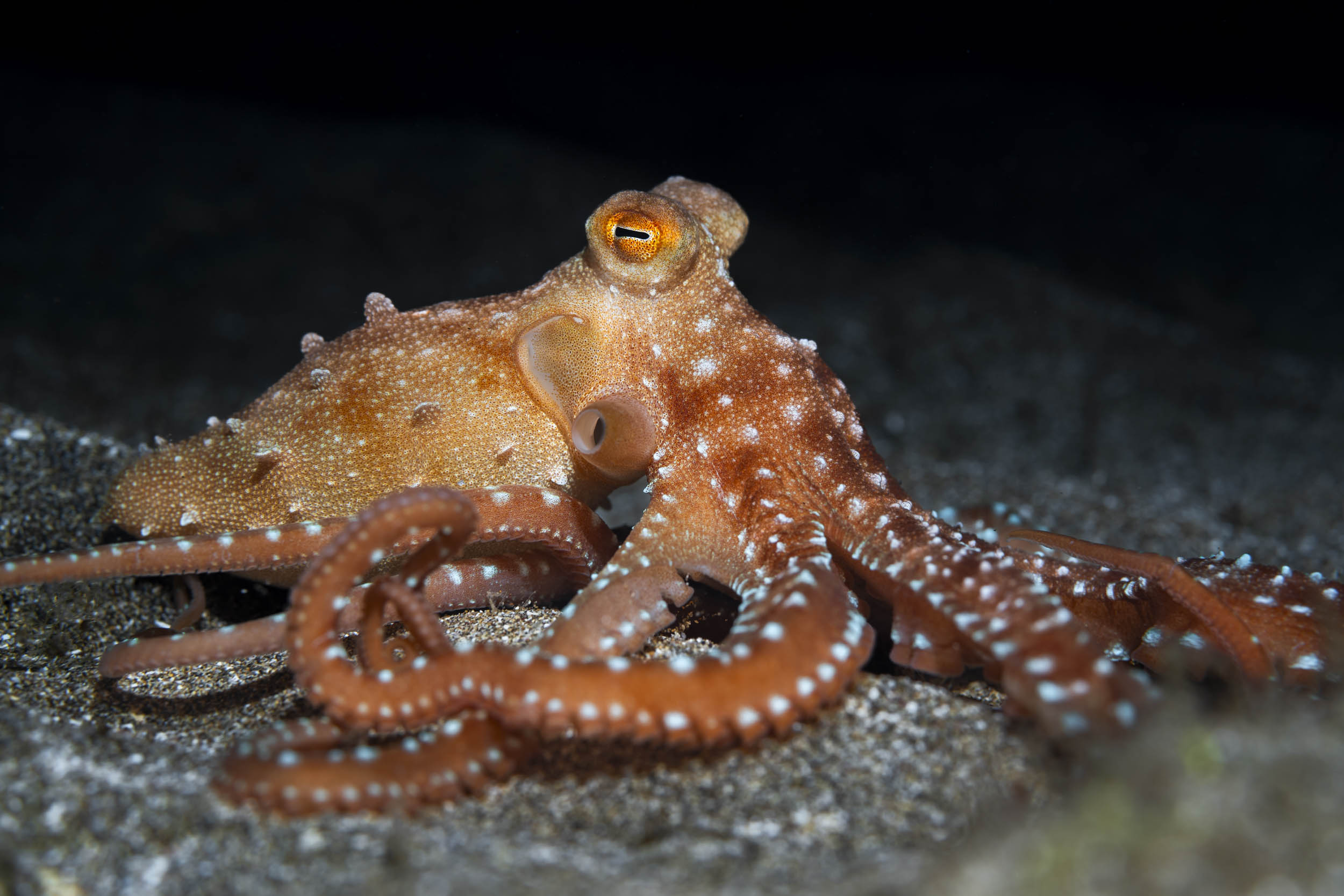 Fotografía documental de una fabiana o pulpo patudo en la playa de Las Canteras