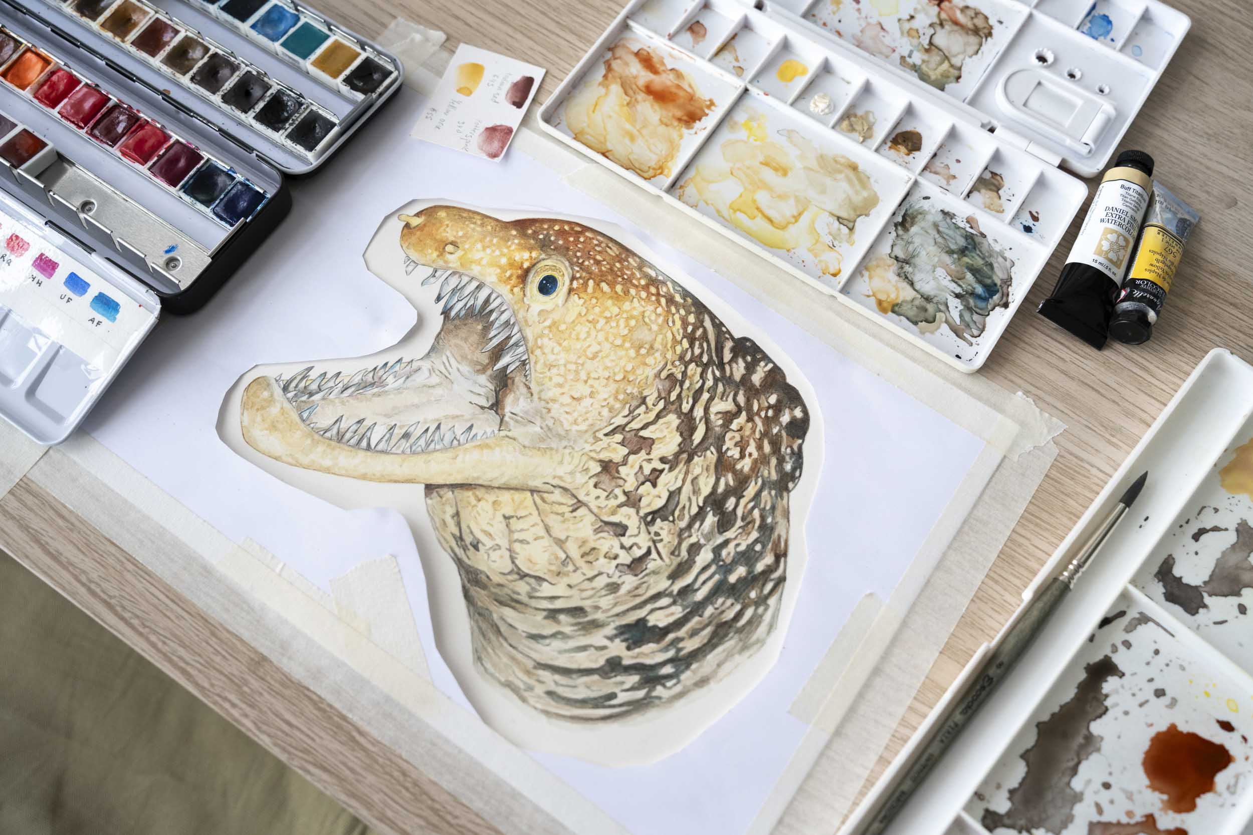 Ilustración científica y naturalista de especies de fauna salvaje