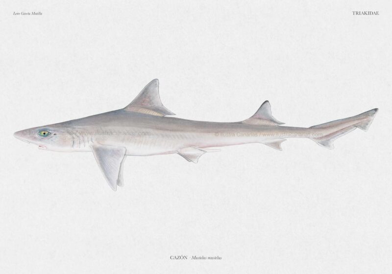Ilustración científica de un cazón de la especie Mustelus mustelus