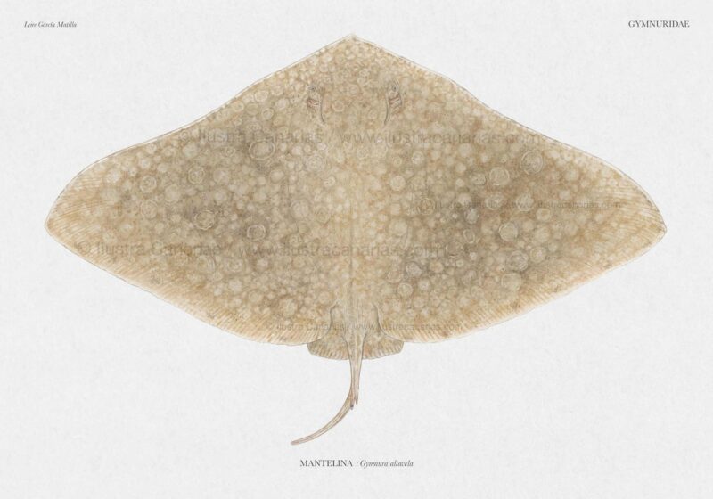 Ilustración científica de una mantelina o raya mariposa